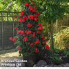 Geranium 