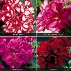 Geranium 