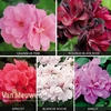 Geranium Trailing Ivy Leaf Collection