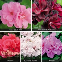 Geranium Trailing Ivy Leaf Collection