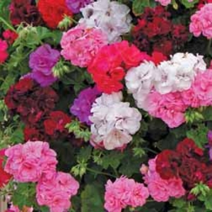 Geranium (Trailing) Trade Bedding Pack - 50 geranium plug plants