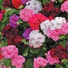 Geranium (Trailing) Trade Bedding Pack - 50 plug plants