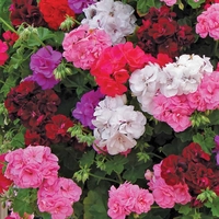 Geranium (Trailing) Trade Bedding Pack
