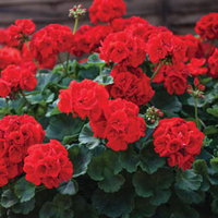 Geranium 