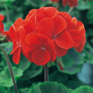 Geranium 
