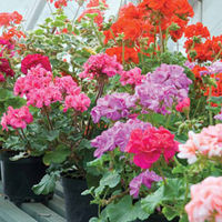 Geranium 