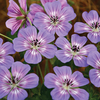 Geranium wallichianum 