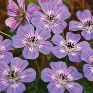 Geranium wallichianum 