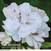 Geranium 