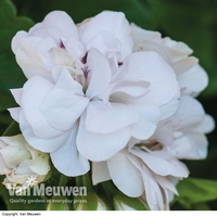 Geranium 