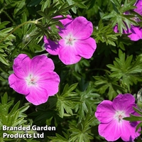 Geranium x oxonianum 
