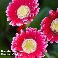 Gerbera garvinea 