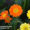 Gerbera garvinea 