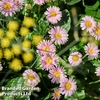 Gerbera garvinea 