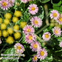 Gerbera garvinea 