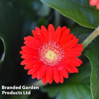 Gerbera garvinea 