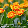 Gerbera 