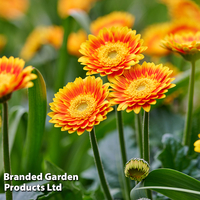 Gerbera 