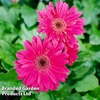 Gerbera 