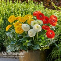 Gerbera 