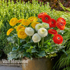 Gerbera 