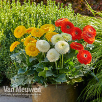 Gerbera 