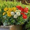 Gerbera 