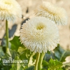 Gerbera 