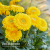 Gerbera 