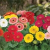 Gerbera 