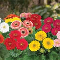 Gerbera 