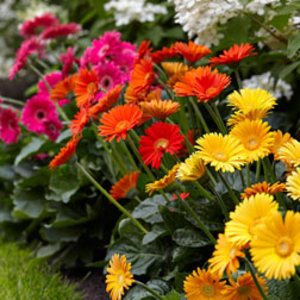 Gerbera 