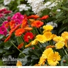 Gerbera 