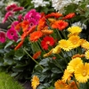 Gerbera 