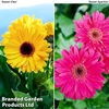 Gerbera Sweet Duo