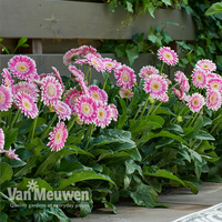 Gerbera 