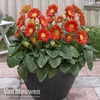 Gerbera 