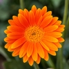 Gerbera 