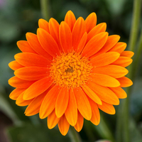 Gerbera 