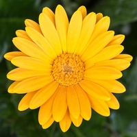 Gerbera 