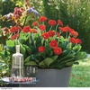 Gerbera 