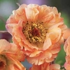 Geum Mai Tai - 3 plug plants