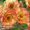 Geum 