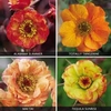 Geum Collection - 12 plug plants - 3 of each variety