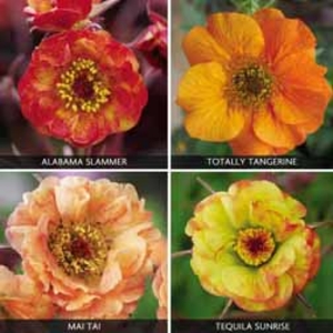Geum Collection - 12 plug plants - 3 of each variety