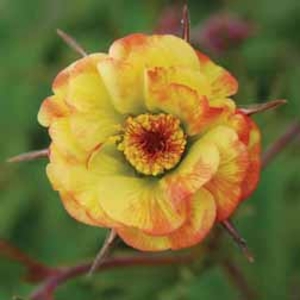 Geum 