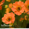 Geum 