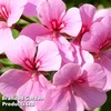 Giant Geranium Bumper Collection