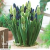 Giant Grape Hyacinth 