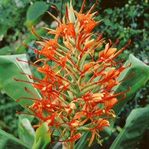 Ginger Lily - 2 ginger lily rhizomes